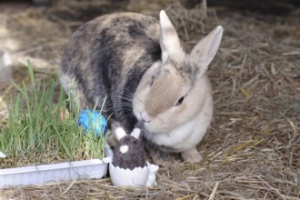 Easter, decoration, Easter egg, rabbit, Easter nest, Easter bunny, A cute picture of a rabbit with