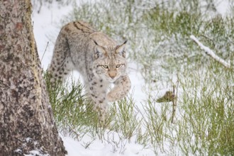Eurasian lynx (Lynx lynx) walking in a snowy forest in winter, Bavaria, Germany, Europe