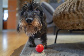 Rough-haired dachshund (Canis lupus), male, playing with a ball in the living room