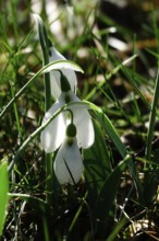Snowdrops in a meadow, Winter, Germany, Europe