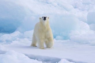 Lone polar bear (Ursus maritimus) hunting on pack ice, picking up scent of prey in the Arctic Ocean