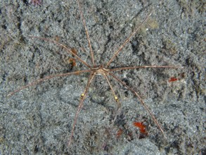 Spider crab, East Atlantic arrow crab (Stenorhynchus lanceolatus), spread out on sandy seabed,
