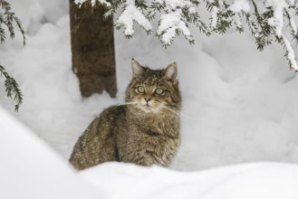 European wild cat (Felis silvestris silvestris) sitting in the snow in winter