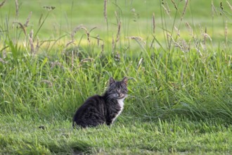 Domestic cat (Felis silvestris catus) in meadow ready to go hunting