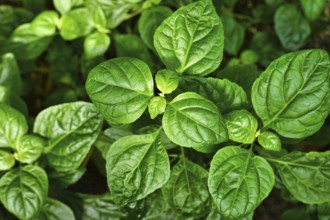 Top view of tropical 'Pogostemon Cablin' Patchouli plant, commonly used in perfumes