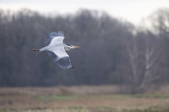 Grey heron (Ardea cinerea), also heron in flight, North Rhine-Westphalia, Germany, Europe