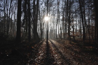 Landscape, trees, sunlight, leaves, season, winter, dark, Germany, The sun shines through the bare