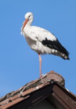 White stork (Ciconia ciconia) standing on the roof of a house, blue sky, Lower Saxony, Germany,