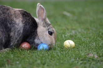 Rabbit (Oryctolagus cuniculus domestica), pet, Easter, Easter egg, garden, A brown domestic rabbit