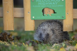 European hedgehog (Erinaceus europaeus) adult animal walking through a Hedgehog highway sign on an