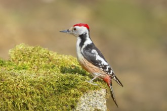 Middle Spotted Woodpecker (Dendrocopos medius), male sitting on a stone covered with moss,
