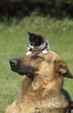 GERMAN SHEPHERD DOG, ADULT WITH KITTEN ON HEAD