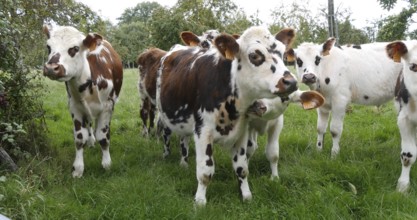 Normandy Cattle, Cows in Meadow, Normandy