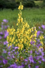 Big yellow mullein on isle Hiddensee