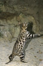 Black-footed Cat (felis nigripes), standing on Hind Legs