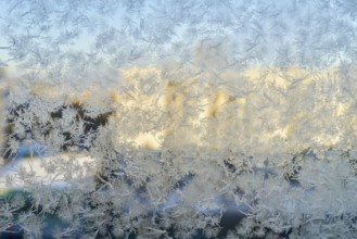 Ice flowers on a window in cold winter weather