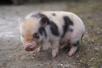 Mini pigs babies at the first walk outside in Germany