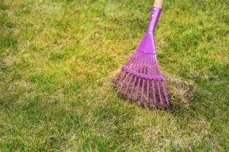 Cleaning up the grass with a rake. Aerating and scarifying the lawn in the garden. Improving the