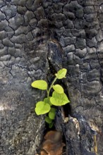 The young green sapling growing out of charred stumps