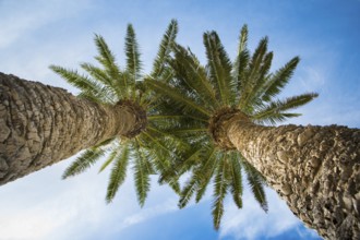 Low angle view on two palm trees shot directly into the sun