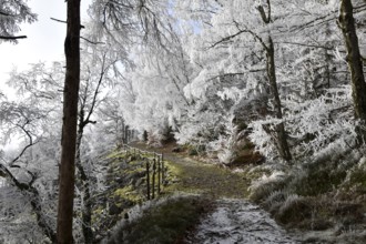 Hiking trail along the Mörschieder Burr in the Hunsrück-Hochwald National Park with hoarfrost and