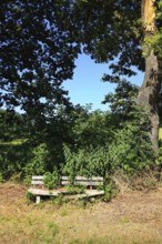 Rotten, collapsed bench on the edge of the path under a tree