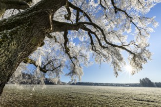 Snow-covered tree with sunshine in a wintry landscape, Maria Schnee, Nassenbeuren, Unterallgäu,