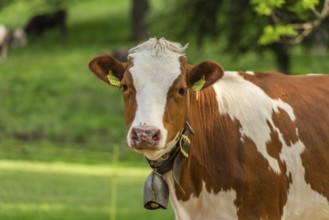 White-brown young cow with a bell on its neck, standing in an orchard from Switzerland and looking