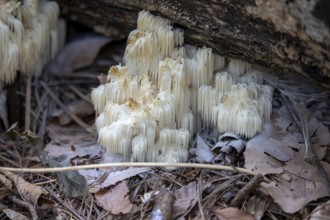 Lion's mane, (Hericium erinaceus) also called monkey head mushroom, bearded tooth mushroom, satyr's