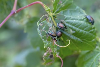 The Japanese beetle (Popillia japonica) is a species of scarab beetle