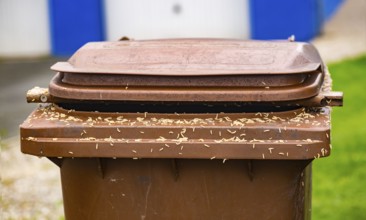Numerous maggots on a brown rubbish bin
