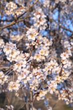 Almond blossom (Prunus dulcis) in spring near Venaco, Corsica Regional nature park Park, Corsica,