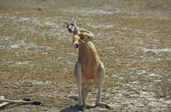 Red Kangaroo (macropus rufus), Male standing on Dry Grass, Australia, Oceania
