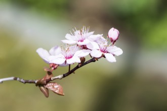 Blossoming season with pink plum blossoms
