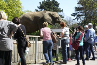 Visitors to the elephants at Magdeburg Zoo