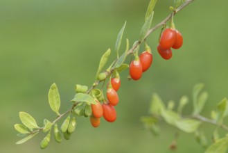 Goji berry (Lycium barbarum TURGIDUS), Bundessortenamt Prüfstelle Wurzen, Federal Republic of