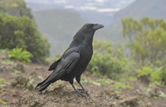 Canary Raven, Corvus corax canariensis, Tenerife, Spain, Europe
