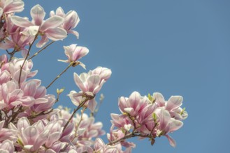 Magnolia in bloom in spring in a french garden
