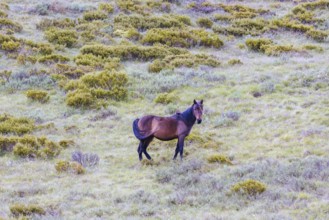 A landscape view with wild brumbies on the Cascade Hut Trail near Dead Horse Gap and Thredo in