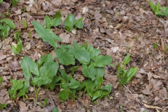 Arum, leaves, leaf, spring, forest floor, spring, green, poisonous plant, poisonous, danger of
