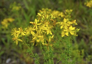 Common St John's wort, Hypericum perforatum, amber, St John's wort, Tipton's weed, chase-devil,