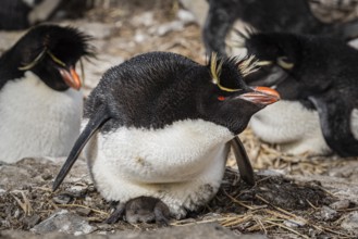 Rockhopper penguin (Eudyptes chrysocome) breeding, Bleaker Island, Falkland Islands, Great Britain,