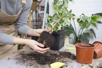 Repotting a home plant hibiscus variegated into a new pot in home interior. Caring for a potted