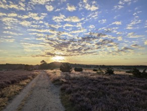 Summer in the Lüneburg Heath, on a hike through the nature reserve, near Undeloh