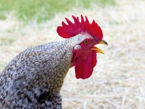 Red rooster cockerell