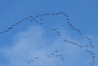 Flying birds form a V-formation in the blue sky under scattered clouds, cranes, Gruidae, on their