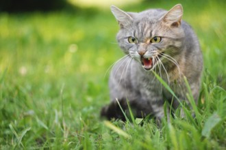 Gray cat in grass with an aggressive expression, baring teeth and hissing