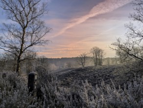 Heathland, Heidschnuckenweg, in the Fischbeker Heide, in Hamburg