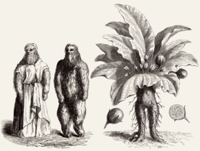 Mandrake, Mandragora officinarum, Mandragora officinarum, illustration from the 19th century