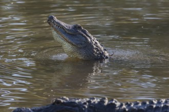 American alligator (Alligator mississippiensis), Florida, Gatorland, USA, North America